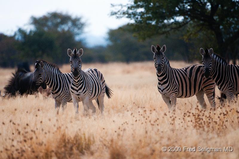 20090610_103233 D300 X1.jpg - The Zebra has excellent eyesight and hearing